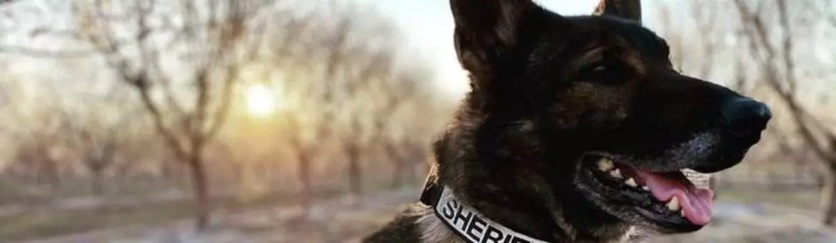 San Joaquin County Sheriff’s K-9 Duke Tragically Killed In Line Of Duty